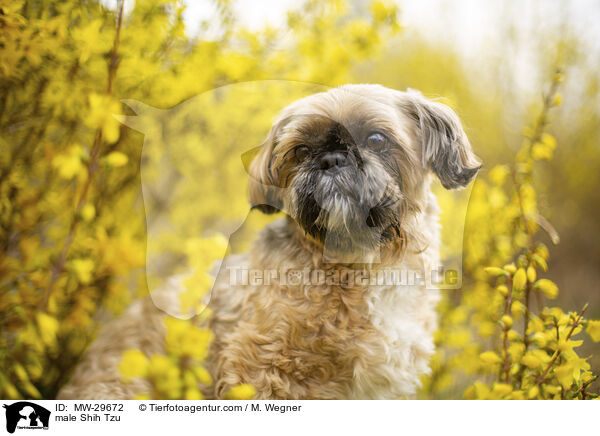 Shih Tzu Rde / male Shih Tzu / MW-29672
