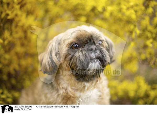 Shih Tzu Rde / male Shih Tzu / MW-29693