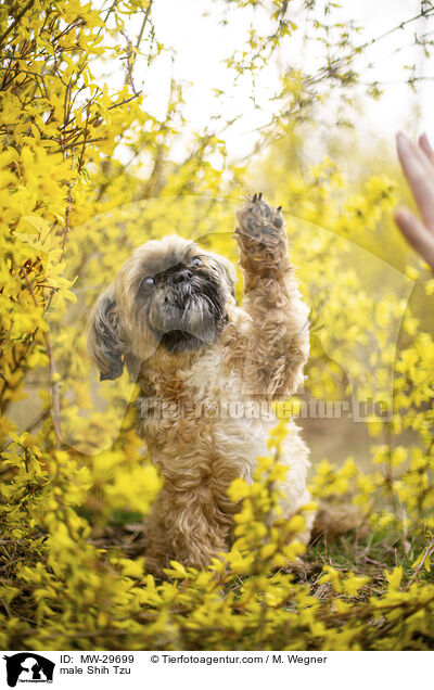 Shih Tzu Rde / male Shih Tzu / MW-29699
