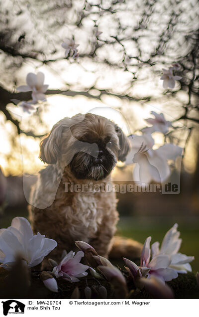 Shih Tzu Rde / male Shih Tzu / MW-29704