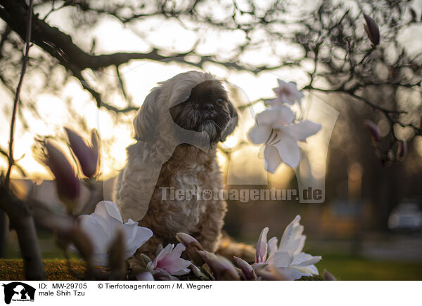 Shih Tzu Rde / male Shih Tzu / MW-29705