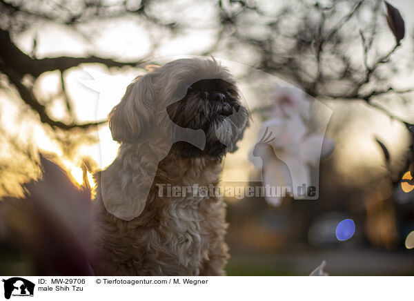 Shih Tzu Rde / male Shih Tzu / MW-29706
