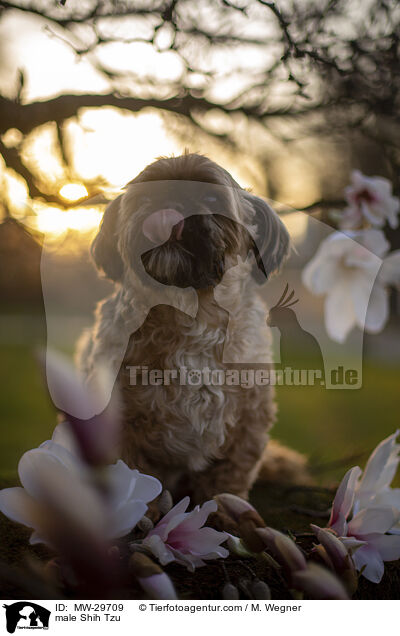 Shih Tzu Rde / male Shih Tzu / MW-29709