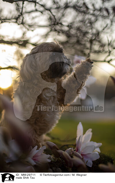 Shih Tzu Rde / male Shih Tzu / MW-29711