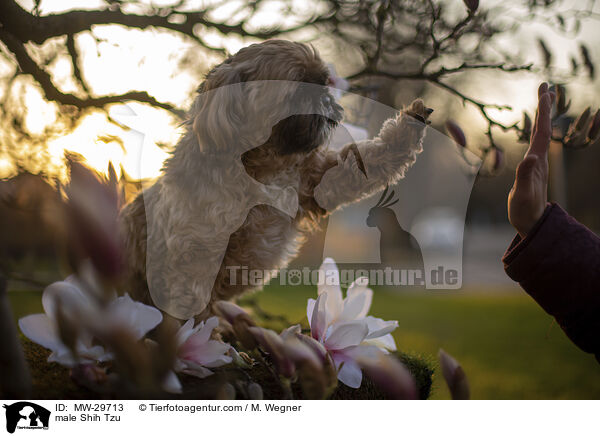 Shih Tzu Rde / male Shih Tzu / MW-29713