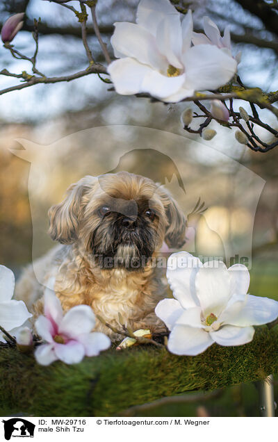 Shih Tzu Rde / male Shih Tzu / MW-29716