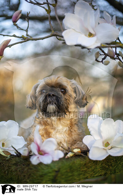 Shih Tzu Rde / male Shih Tzu / MW-29717