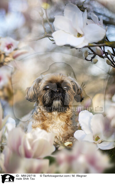 Shih Tzu Rde / male Shih Tzu / MW-29718