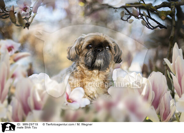 Shih Tzu Rde / male Shih Tzu / MW-29719