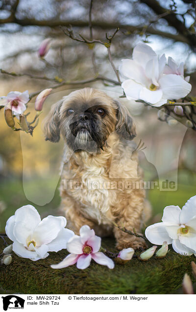 Shih Tzu Rde / male Shih Tzu / MW-29724