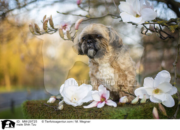 Shih Tzu Rde / male Shih Tzu / MW-29725