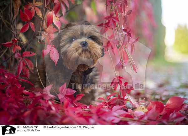 junger Shih Tzu / young Shih Tzu / MW-29731