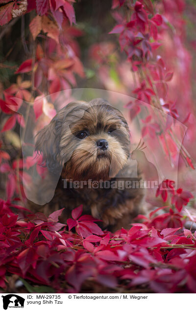 junger Shih Tzu / young Shih Tzu / MW-29735