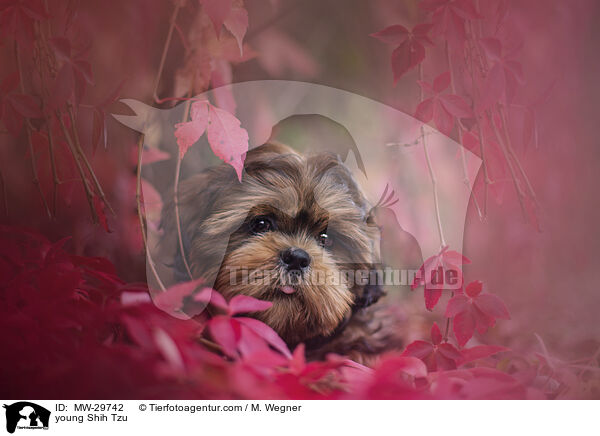 junger Shih Tzu / young Shih Tzu / MW-29742