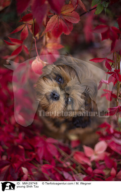 junger Shih Tzu / young Shih Tzu / MW-29748