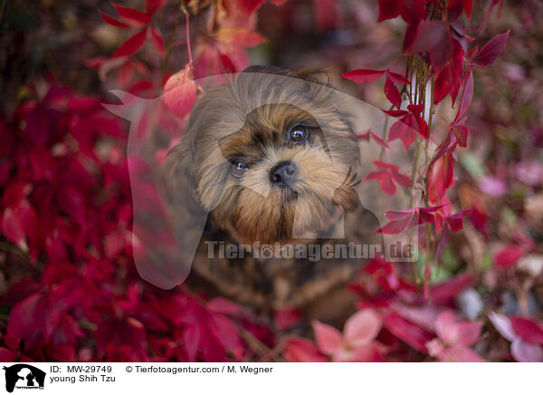 junger Shih Tzu / young Shih Tzu / MW-29749