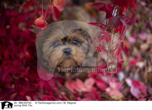 junger Shih Tzu / young Shih Tzu / MW-29750
