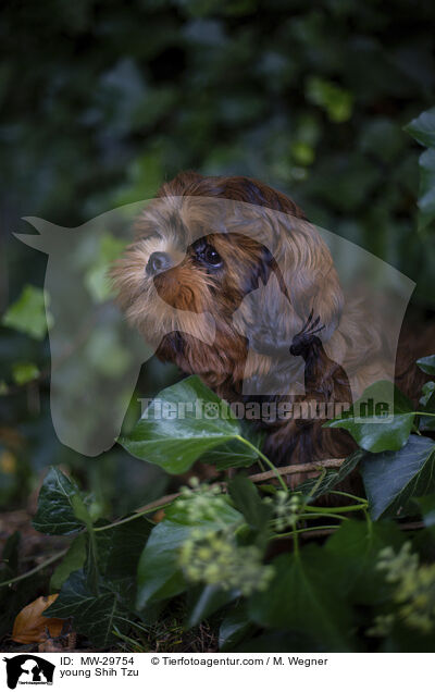 junger Shih Tzu / young Shih Tzu / MW-29754