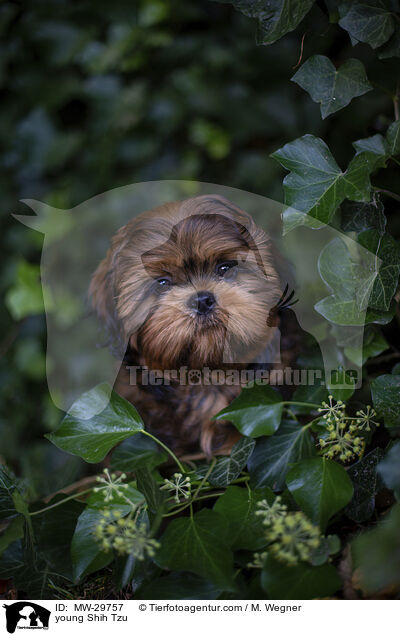 junger Shih Tzu / young Shih Tzu / MW-29757
