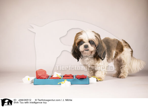 Shih Tzu mit Intelligenzspielzeug / Shih Tzu with intelligence toy / JAM-06512