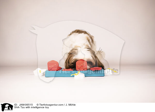 Shih Tzu mit Intelligenzspielzeug / Shih Tzu with intelligence toy / JAM-06515