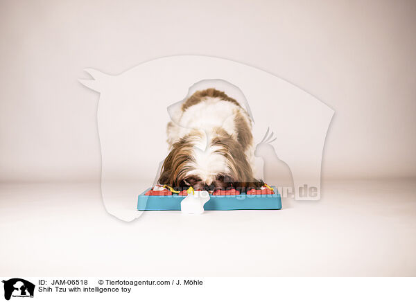 Shih Tzu mit Intelligenzspielzeug / Shih Tzu with intelligence toy / JAM-06518
