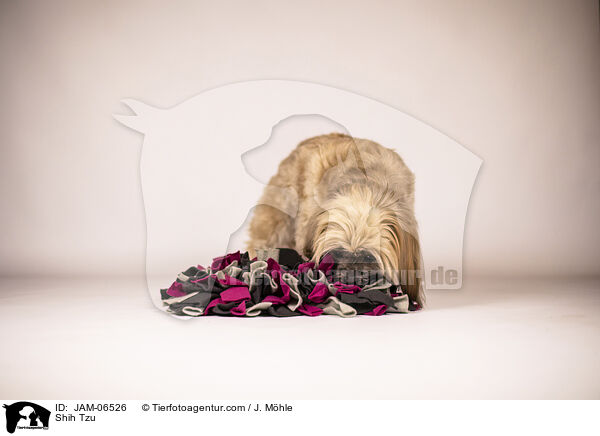Shih Tzu / Shih Tzu / JAM-06526