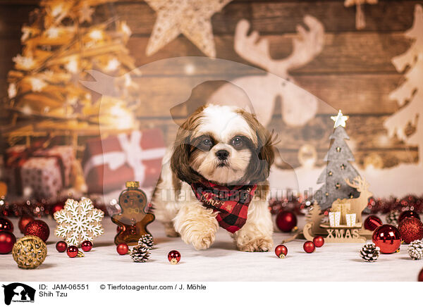 Shih Tzu / Shih Tzu / JAM-06551