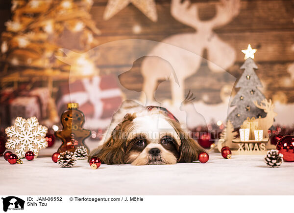 Shih Tzu / Shih Tzu / JAM-06552