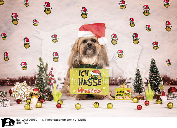 Shih Tzu / Shih Tzu / JAM-06559
