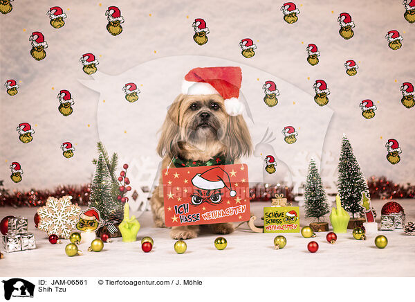Shih Tzu / Shih Tzu / JAM-06561