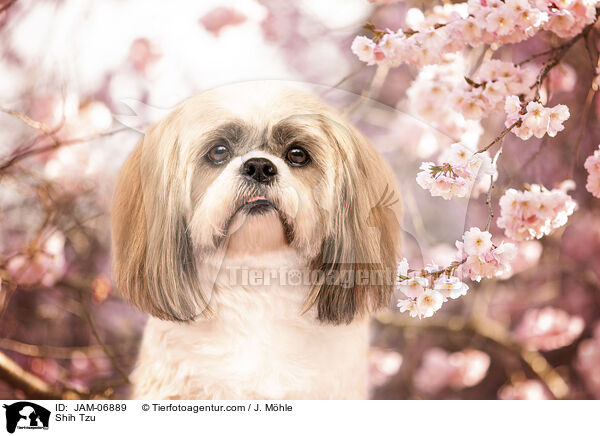 Shih Tzu / Shih Tzu / JAM-06889