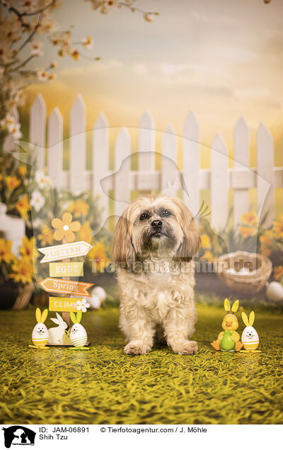 Shih Tzu / JAM-06891