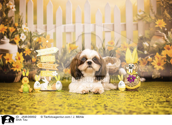 Shih Tzu / Shih Tzu / JAM-06892