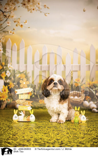 Shih Tzu / Shih Tzu / JAM-06893