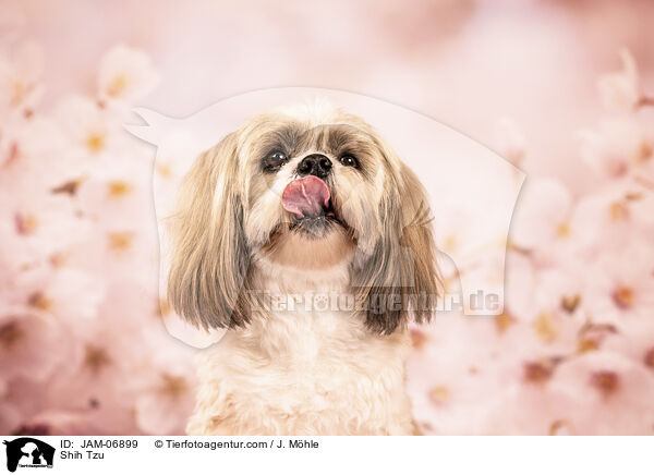 Shih Tzu / Shih Tzu / JAM-06899