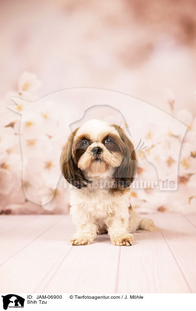 Shih Tzu / JAM-06900