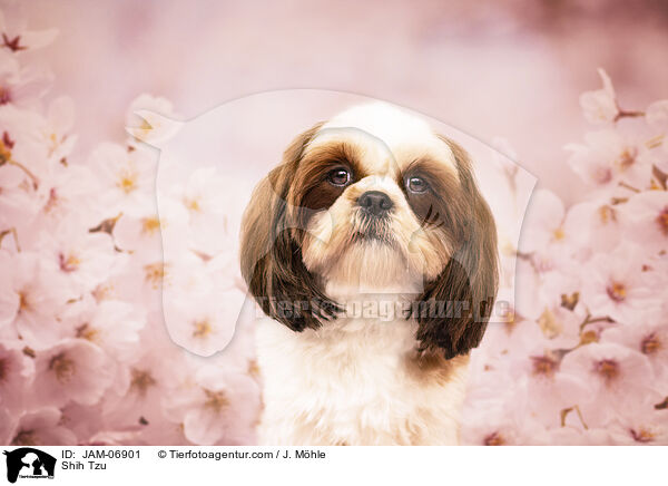 Shih Tzu / Shih Tzu / JAM-06901