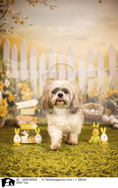 Shih Tzu / JAM-06902