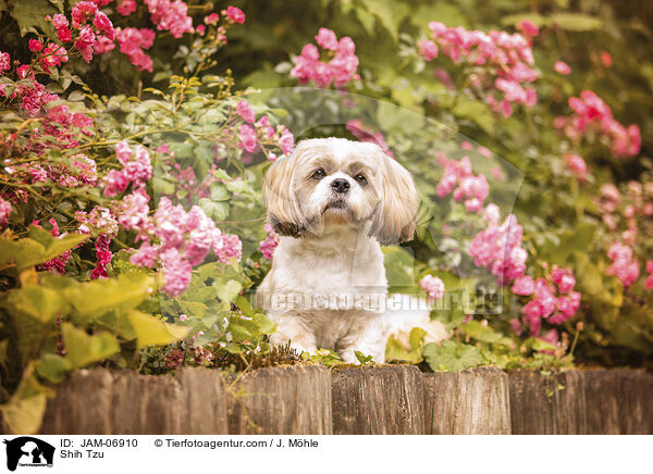 Shih Tzu / Shih Tzu / JAM-06910