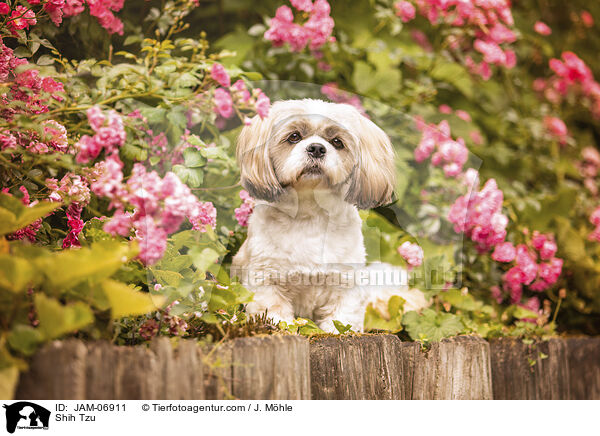 Shih Tzu / Shih Tzu / JAM-06911