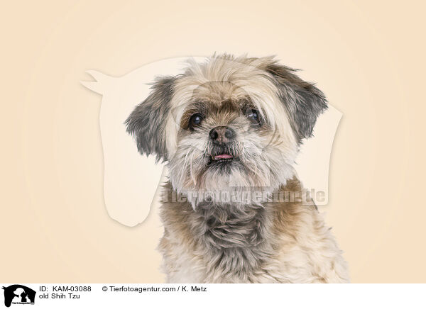 alte Shih Tzu Dame / old Shih Tzu / KAM-03088