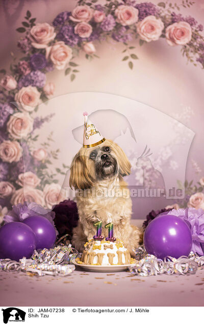 Shih Tzu / Shih Tzu / JAM-07238