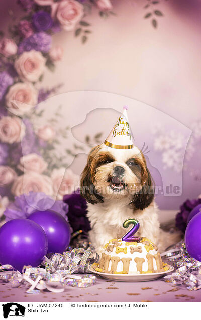 Shih Tzu / Shih Tzu / JAM-07240