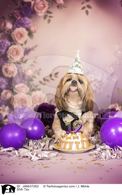 Shih Tzu / Shih Tzu / JAM-07262