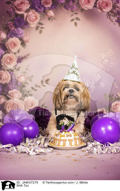 Shih Tzu / Shih Tzu / JAM-07279