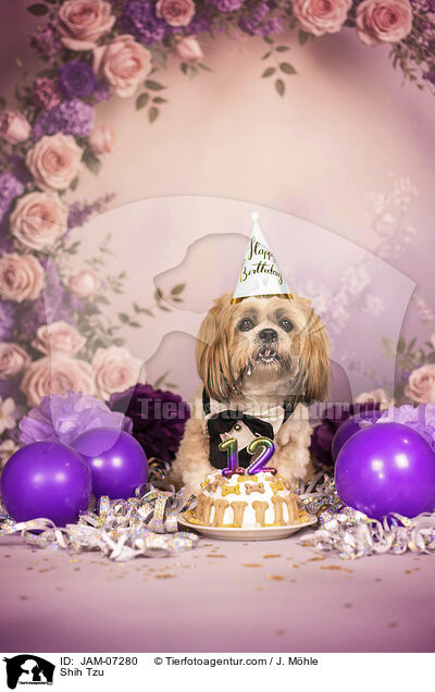 Shih Tzu / Shih Tzu / JAM-07280