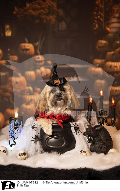 Shih Tzu / Shih Tzu / JAM-07282