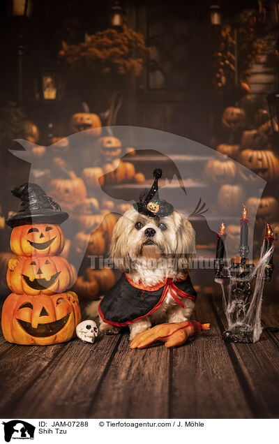 Shih Tzu / Shih Tzu / JAM-07288
