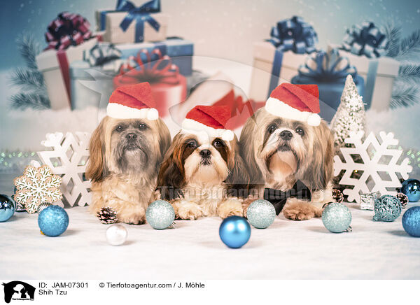 Shih Tzu / Shih Tzu / JAM-07301